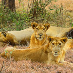 Les lions vivent en groupe, de 5 à 30 individus, composés de femelles adultes avec leurs petits et d'un ou deux mâles dominants. les mâles défendent un territoire pouvant s'étendre de 20 à 400 km²