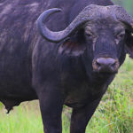 Buffle peu amical. Le buffle d'Afrique possède une robe fauve foncée presque noire, une tête massive avec un bandeau de cornes recourbées.