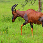 Le Topi (Damaliscus korrigum), aussi appelé Nyamera en swahili, est une espèce d'antilope. Il est herbivore et vit en troupeaux en Afrique. Il appartient à la famille des bovidés.