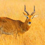 The Ugandan kob (Kobus kob thomasi) is a subspecies of the kob, a type of antelope found in sub-Saharan Africa in Sudan, Uganda, DRC and Ethiopia.