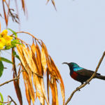 Le nom anglais «sunbird» signifie « oiseau soleil » car les mâles ont des reflets métalliques dans leur magnifique plumage. Famille des passereaux