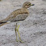 Senegal Thicknee - L'Œdicnème du Sénégal est une espèce d'oiseaux limicoles de la famille des Burhinidae.
