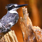 Kingfisher est le nom anglais du martin-pêcheur