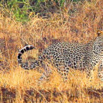 Le léopard, ou panthère, possède une robe fauve très claire, tachetée de cercles brun foncé, ainsi que des griffes rétractiles. La femelle est en général plus petite que le mâle.