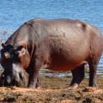 Hippopotame - La nuit tombée, il s'éloigne des berges pour rejoindre des pâturages par des sentiers précis, parcourant pour cela jusqu'à 10 km. Il consomme 40 kg de matières végétales par jour.