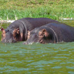 Hippo savourant les bienfaits de l'eau. Les hippopotames sont massifs, leurs pattes forment des piliers. Vit De 40 à 50 ans
