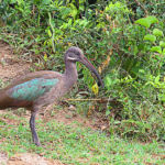 L’Ibis hagedash est une espèce de grand ibis brun, avec une moustache blanche, des ailes brillantes violettes et vertes, un grand bec noir avec une bande rouge sur la mandibule supérieure et des pattes noires.