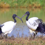 Les ibis sont des oiseaux échassiers à long cou et au bec recourbé, constituant la sous-famille des Threskionithinae.