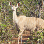 Koudou femelle, magnifique antilope aux grandes oreilles est un membre de la famille des grands koudous qui ne possède pas de corness, contrairement au mâle.
