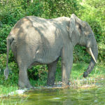 L'éléphant dans la rivère. Ils consomment plus de 200 kilos de végétaux et boivent jusqu'à 180 litres d'eau par jour.