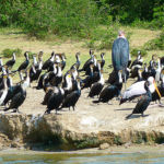 Marabout, énorme, chauve, disgracieux, pourvu d'un bec imposant, sont les quatre qualificatifs qui caractérisent le mieux le Marabout d'Afrique au milieu d'une colonie de cormorans