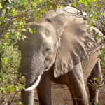 Chez l'éléphant la trompe est très sensible et lui permet de sentir, d'attraper tout, y compris sa nourriture.