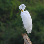 Aigrette au plumage blanc immaculé en pleine toilette. Le Héron intermédiaire (Egretta intermedia), anciennement Aigrette intermédiaire, est une espèce d'oiseaux de la famille des Ardéidés.