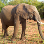 Eléphant - Le trompe est probablement l'organe le plus remarquable et le plus essentiel pour les éléphants.